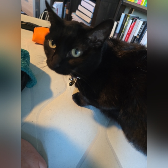 Meet your Posher, Emily - Picture 3 of 3